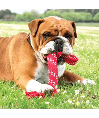 Rogz Scrubz Dental Rope Toy Medium